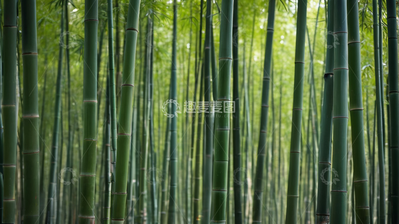 高清大图下载【趣麦麦图】茂密竹林自然风光