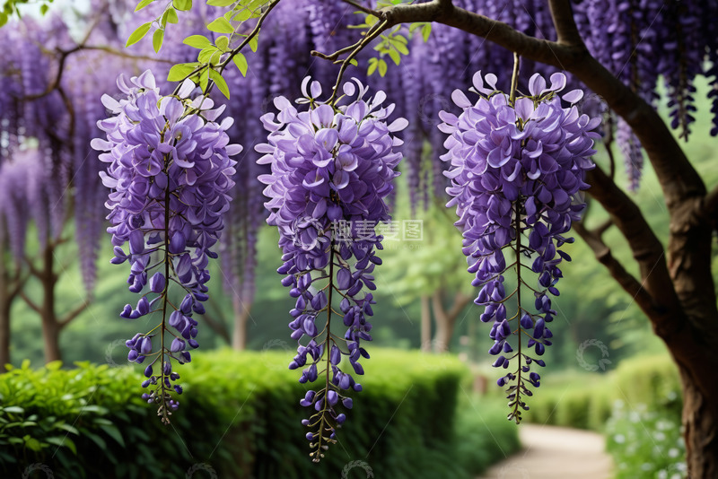 高清大图下载【趣麦麦图】垂挂的紫色紫藤花特写