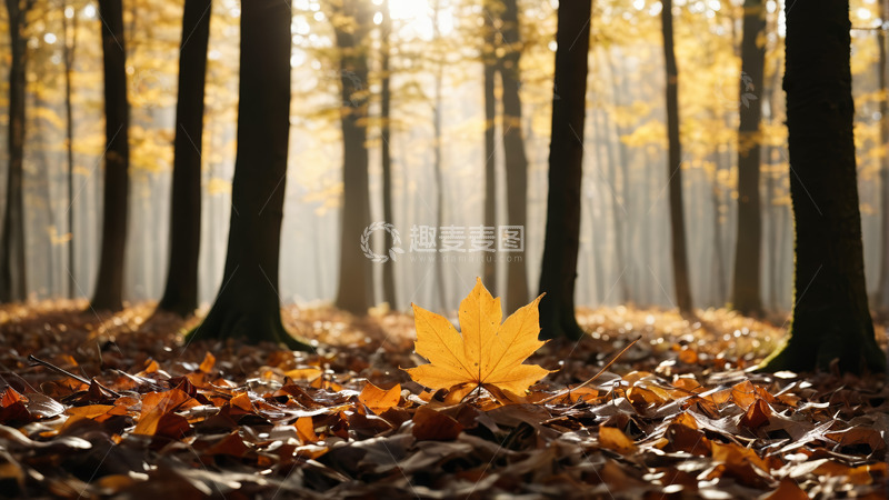 高清大图下载【趣麦麦图】秋季森林中的金黄枫叶
