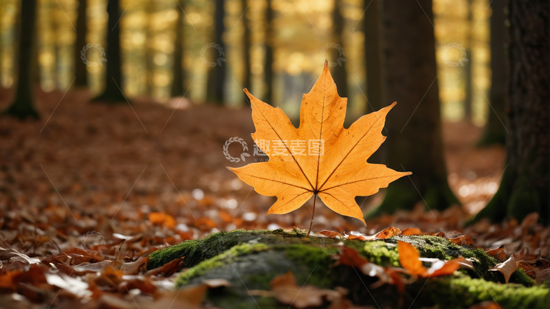 高清大图下载【趣麦麦图】森林中独立的黄色枫叶