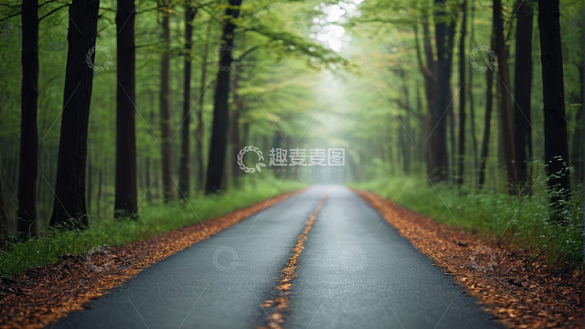 林间道路自然风光