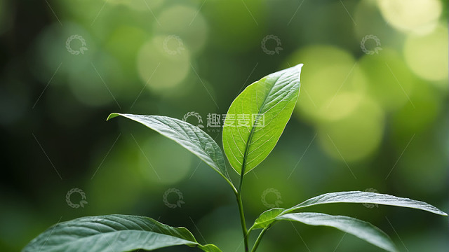 特写嫩绿植物叶片