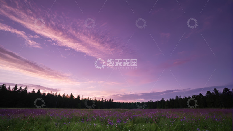 高清大图下载【趣麦麦图】紫色花海与天空树林景观