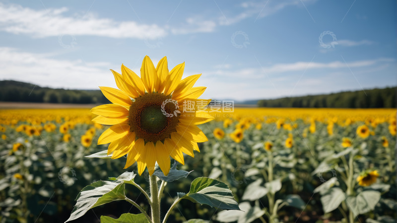 高清大图下载【趣麦麦图】向日葵花田特写