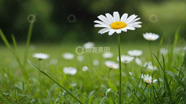 草地上盛开的白色雏菊