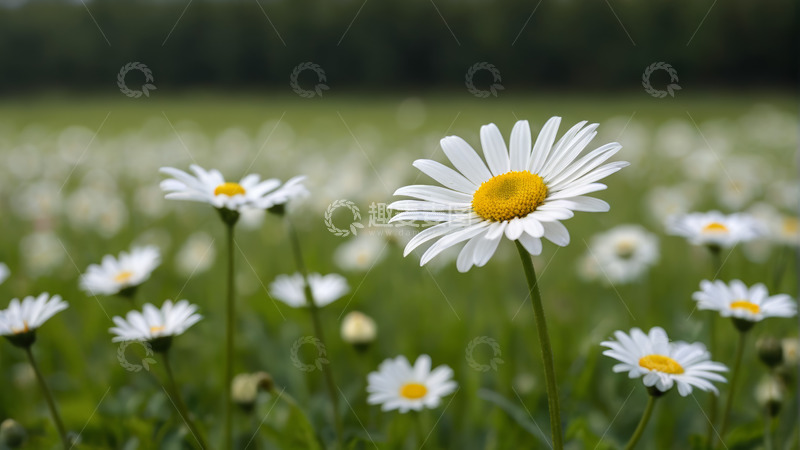 高清大图下载【趣麦麦图】田野中的白色雏菊特写