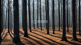 阳光照射下的静谧森林