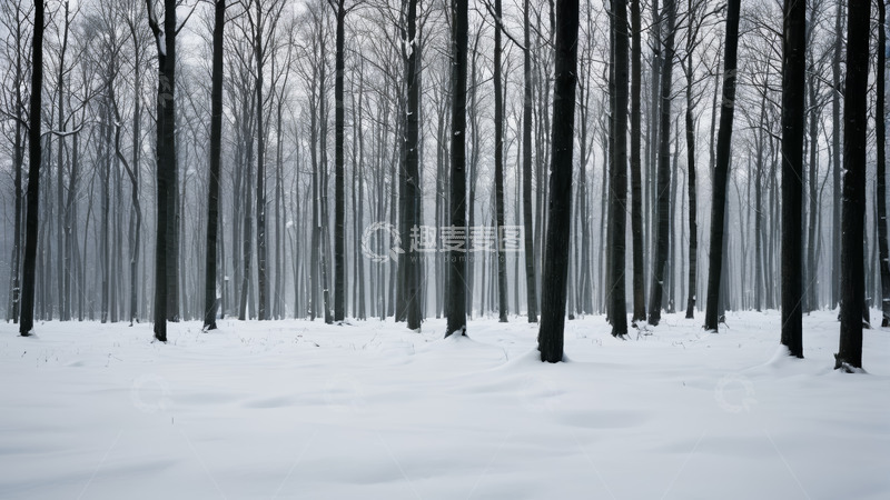 高清大图下载【趣麦麦图】雪后森林自然景观