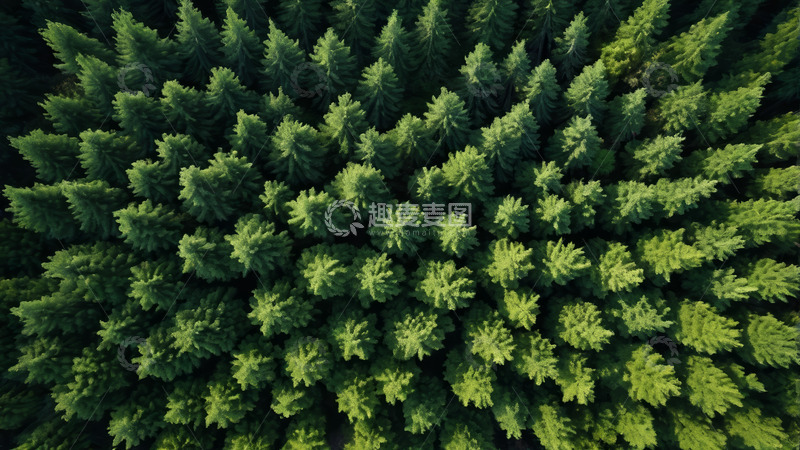 高清大图下载【趣麦麦图】俯瞰茂密森林绿植景观
