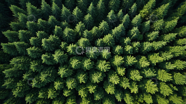 俯瞰茂密森林绿植景观