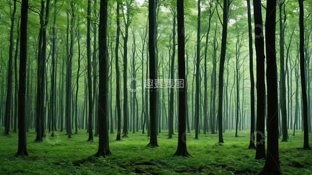 茂盛绿色森林自然景观