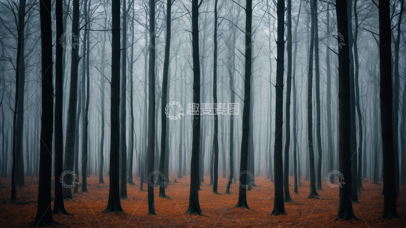高清大图下载【趣麦麦图】迷雾笼罩下的森林景观