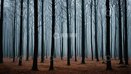 迷雾笼罩的静谧森林景象