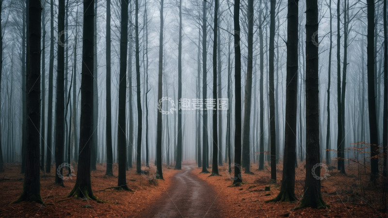 高清大图下载【趣麦麦图】雾中森林的蜿蜒小路