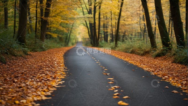 高清大图下载【趣麦麦图】秋日森林中的蜿蜒道路