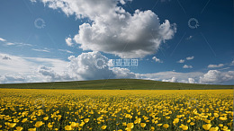 黄色花海与蓝天白云景观