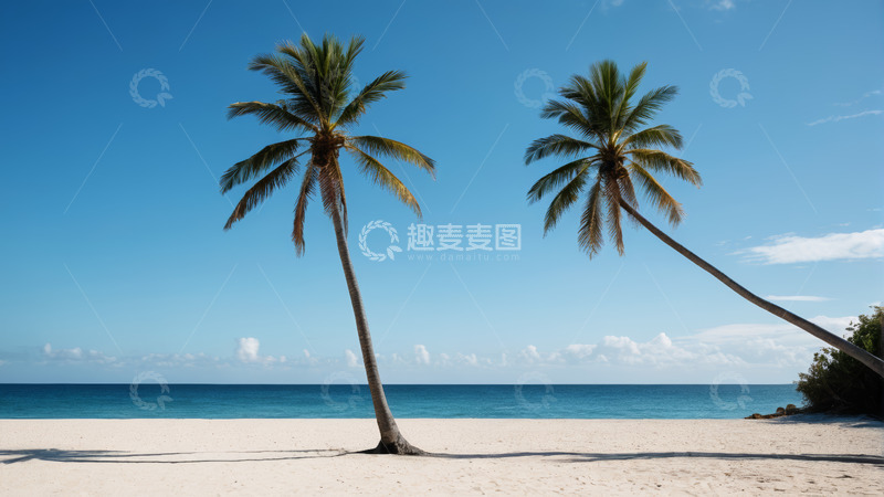 高清大图下载【趣麦麦图】海滩上的两棵倾斜椰子树