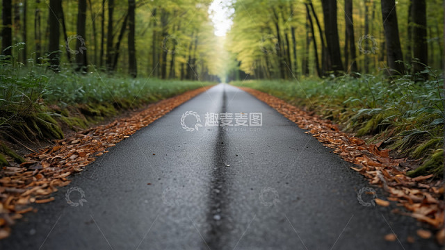 林间落叶覆盖的道路