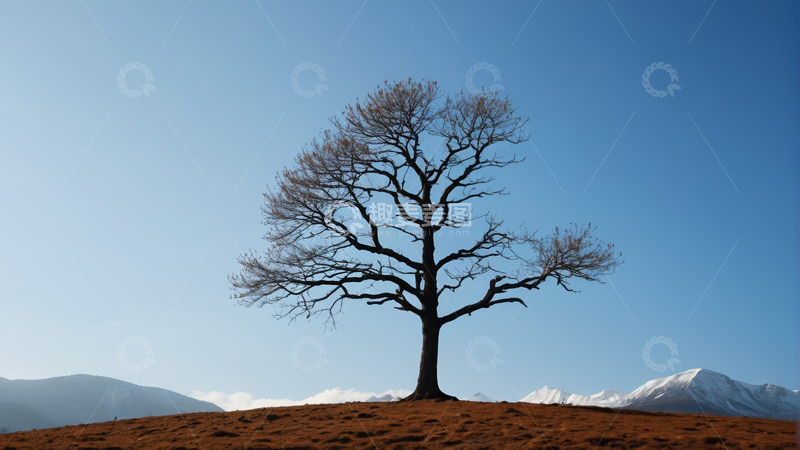 高清大图下载【趣麦麦图】山顶光秃树木与远山蓝天景象
