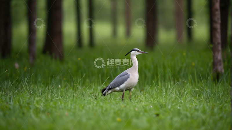 高清大图下载【趣麦麦图】树林草地中站立的灰鹭