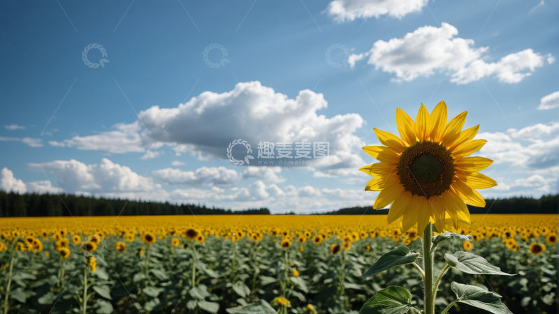 高清大图下载【趣麦麦图】向日葵花田蓝天白云景观