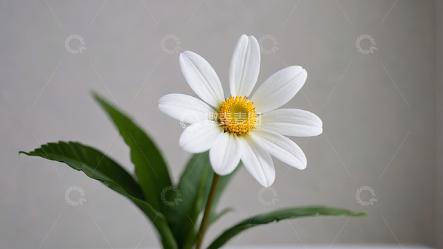 白色雏菊特写