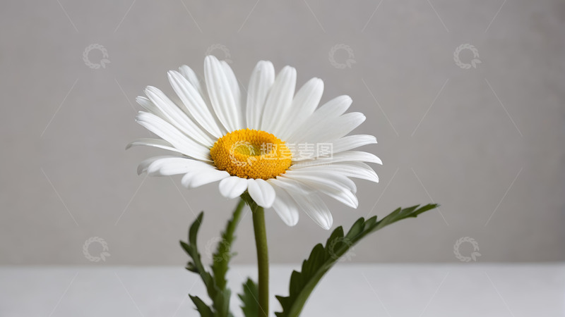 高清大图下载【趣麦麦图】白色雏菊特写