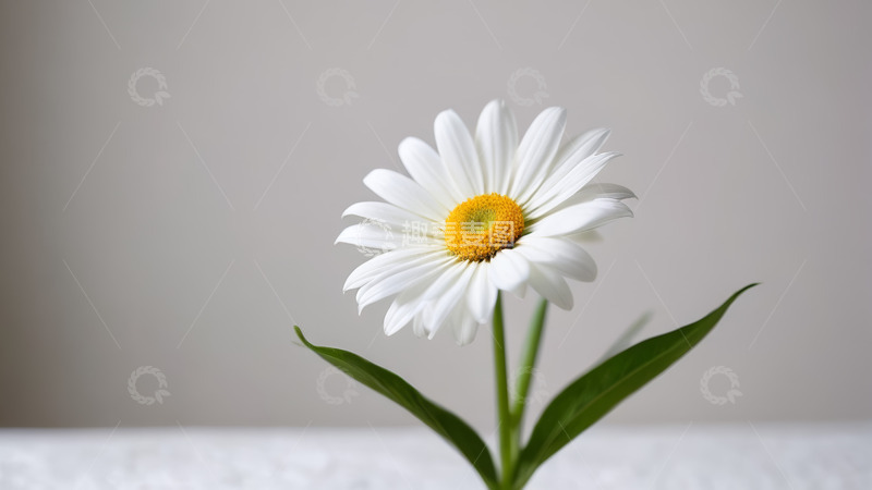 高清大图下载【趣麦麦图】白色雏菊特写