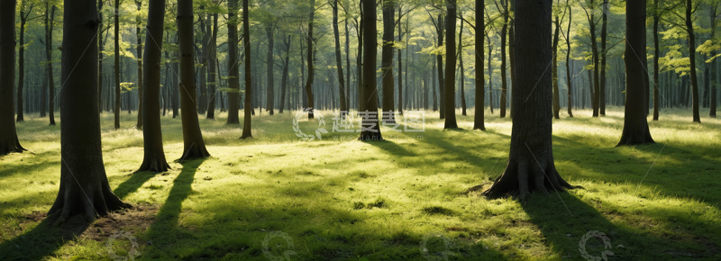 高清大图下载【趣麦麦图】阳光照耀下的森林风景