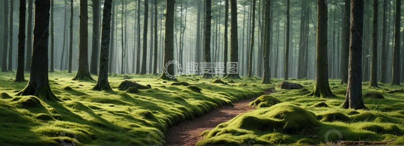 高清大图下载【趣麦麦图】静谧森林中的蜿蜒小径