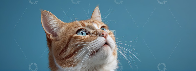 高清大图下载【趣麦麦图】仰视图蓝色背景下的猫咪