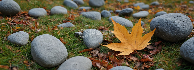 高清大图下载【趣麦麦图】草地上的鹅卵石与秋叶