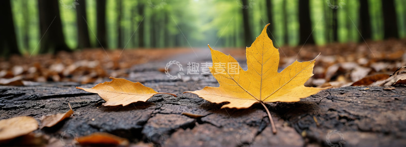 高清大图下载【趣麦麦图】森林小径上的黄色落叶