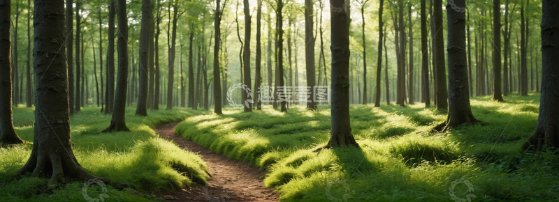 高清大图下载【趣麦麦图】阳光照耀下的森林小径