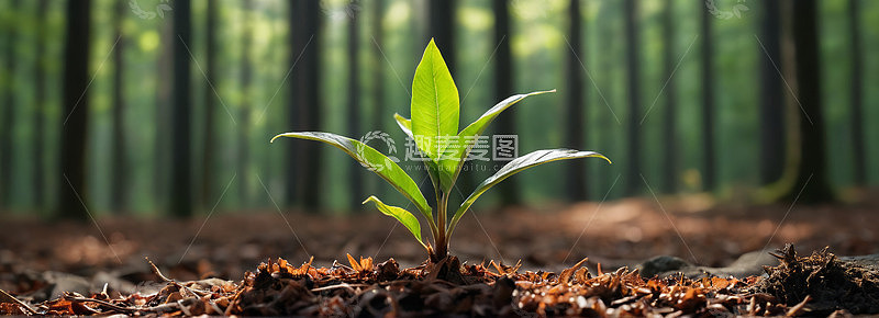 森林中新生绿色植物特写