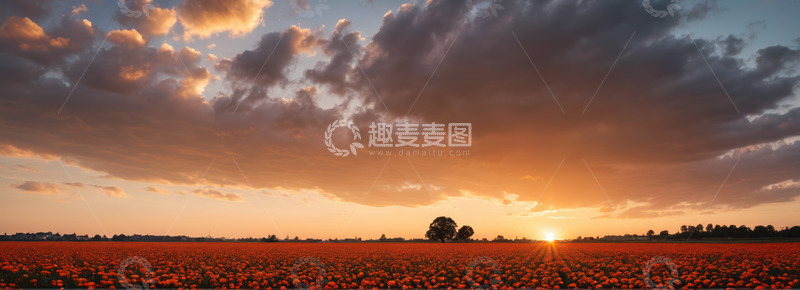 高清大图下载【趣麦麦图】日落时分的花海全景