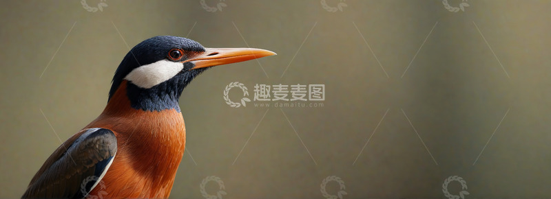 高清大图下载【趣麦麦图】翠鸟特写近景