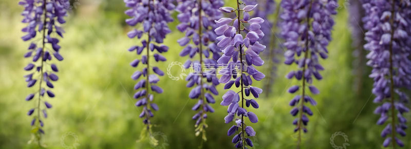 高清大图下载【趣麦麦图】垂挂的紫色紫藤花