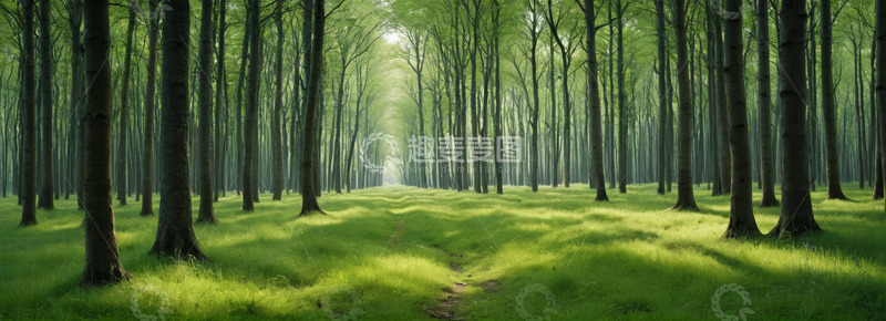 高清大图下载【趣麦麦图】阳光照耀下的森林小径