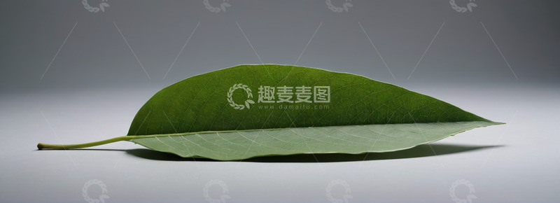 高清大图下载【趣麦麦图】单片绿色植物叶子特写