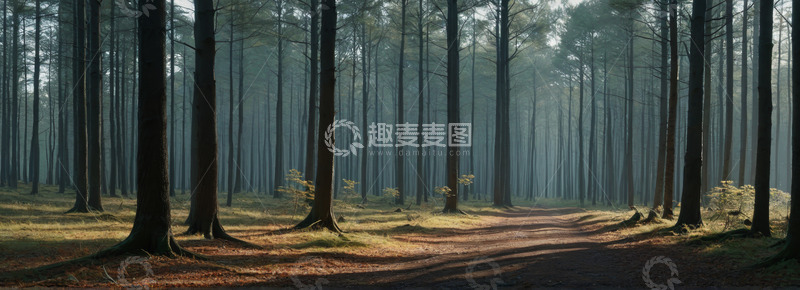高清大图下载【趣麦麦图】森林中的阳光小道