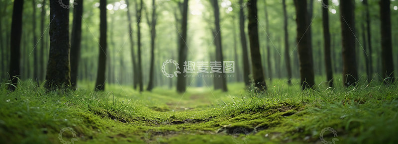 森林中的绿色自然小径