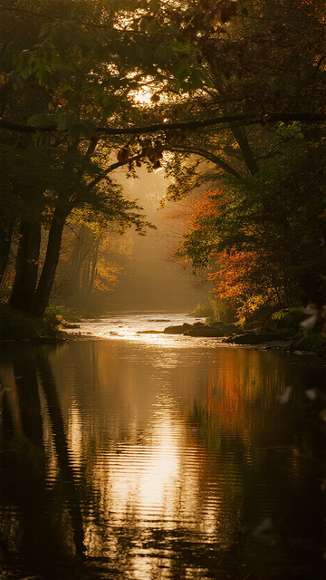 秋林溪流金光映