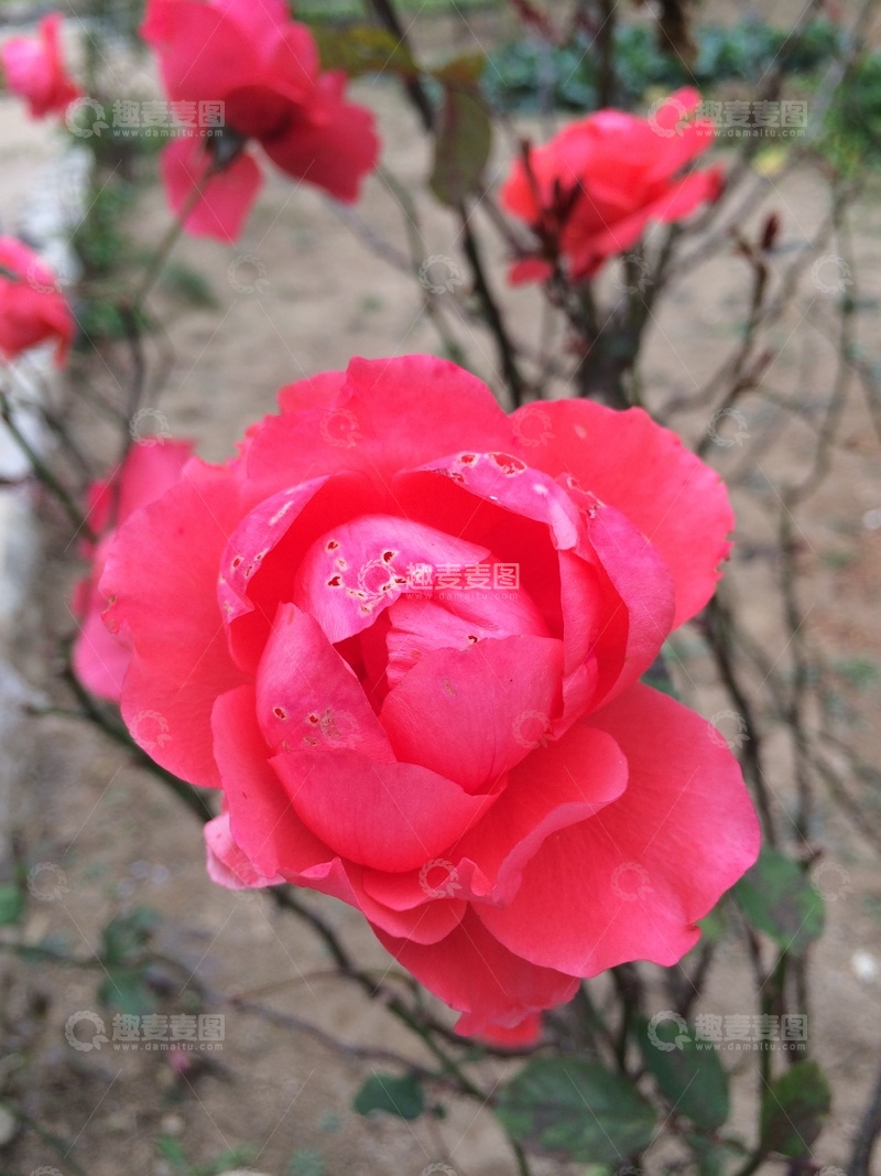 高清大图下载【趣麦麦图】月季花特写照