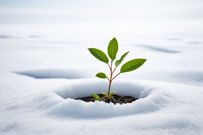 高清大图下载【趣麦麦图】雪地上生长的绿色幼苗