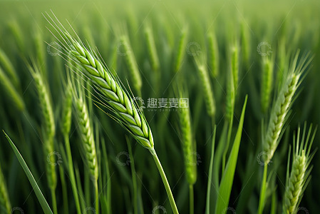 绿色小麦农田特写