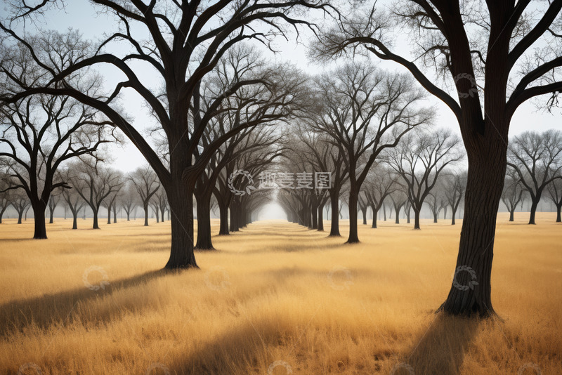 高清大图下载【趣麦麦图】空旷草地与成排树木景观