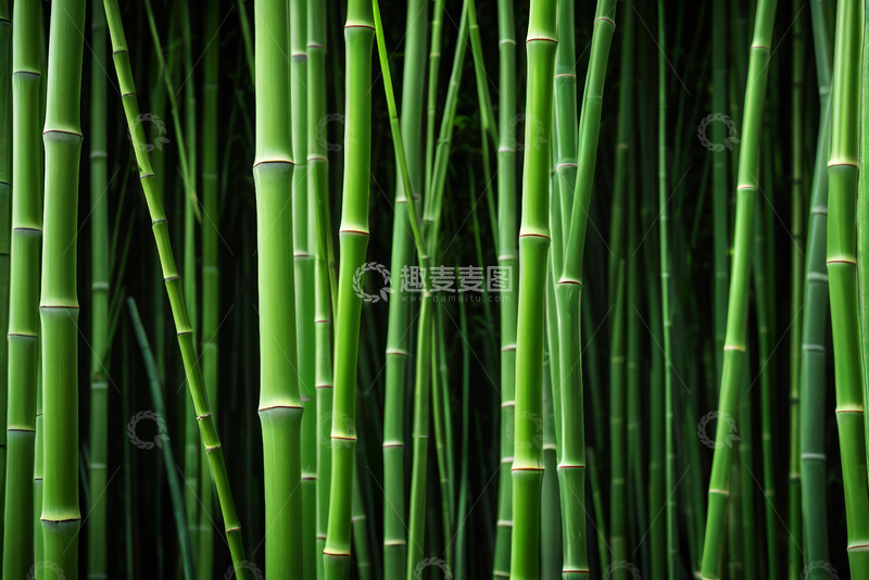高清大图下载【趣麦麦图】翠绿竹子自然景观
