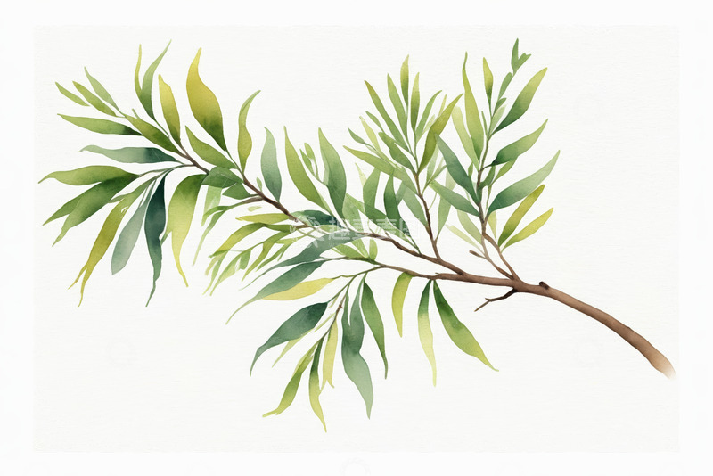 高清大图下载【趣麦麦图】水彩风格绿色植物枝叶素材