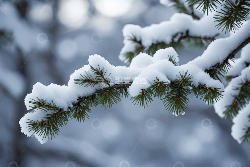 高清大图下载【趣麦麦图】覆雪的松树枝特写